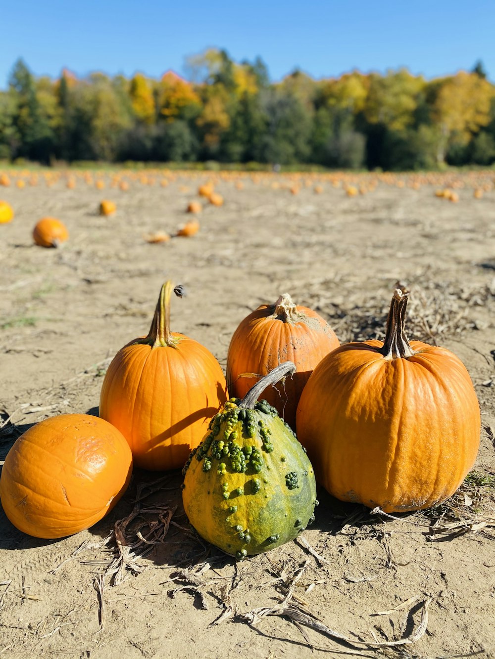 orange pumpkins on ground during daytime