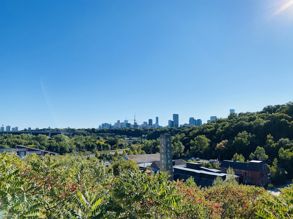 green trees and plants under blue sky during daytime