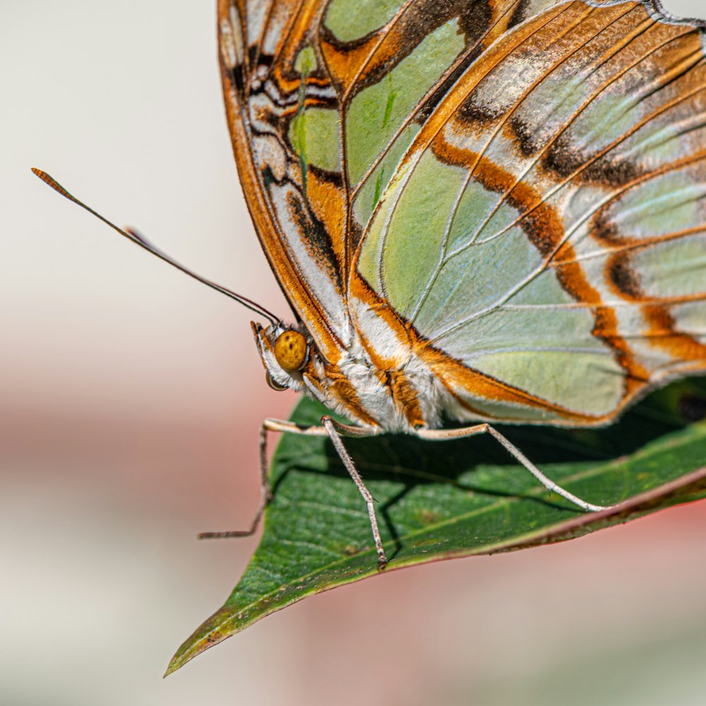 Brauner und blauer Schmetterling auf grünem Blatt