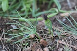 A small seedling emerging from the soil with delicate, thin green leaves and the seed husk still attached. The surroundings include soil and other green plants.