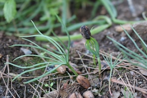 A small seedling emerging from the soil with delicate, thin green leaves and the seed husk still attached. The surroundings include soil and other green plants.