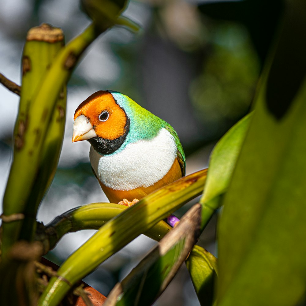 green yellow and white bird on tree branch