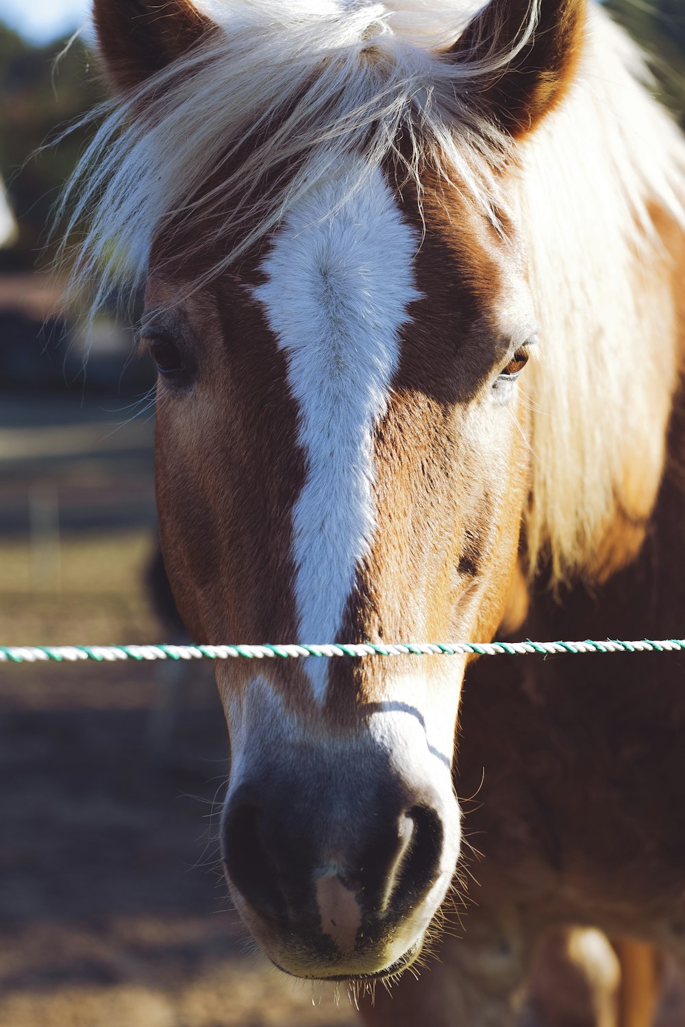 brown and white horse in cage