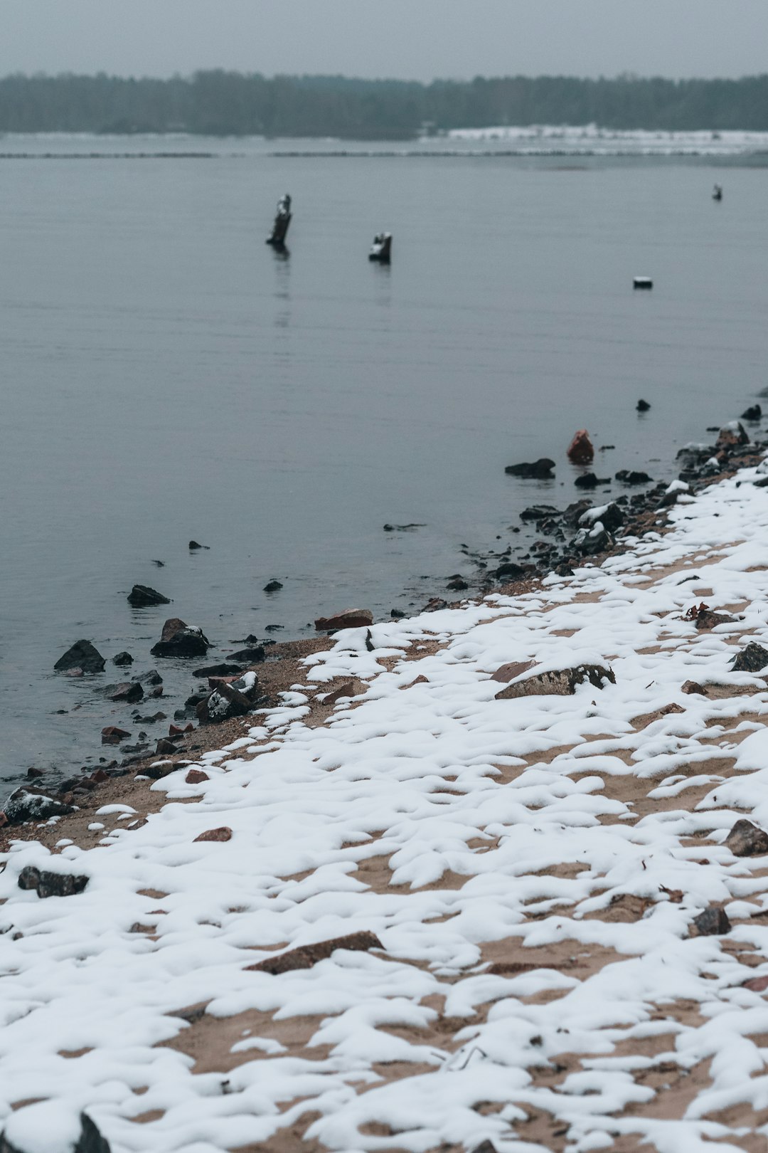 flock of birds on water during daytime