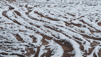 A striking image of winter tires on a snowy road.
