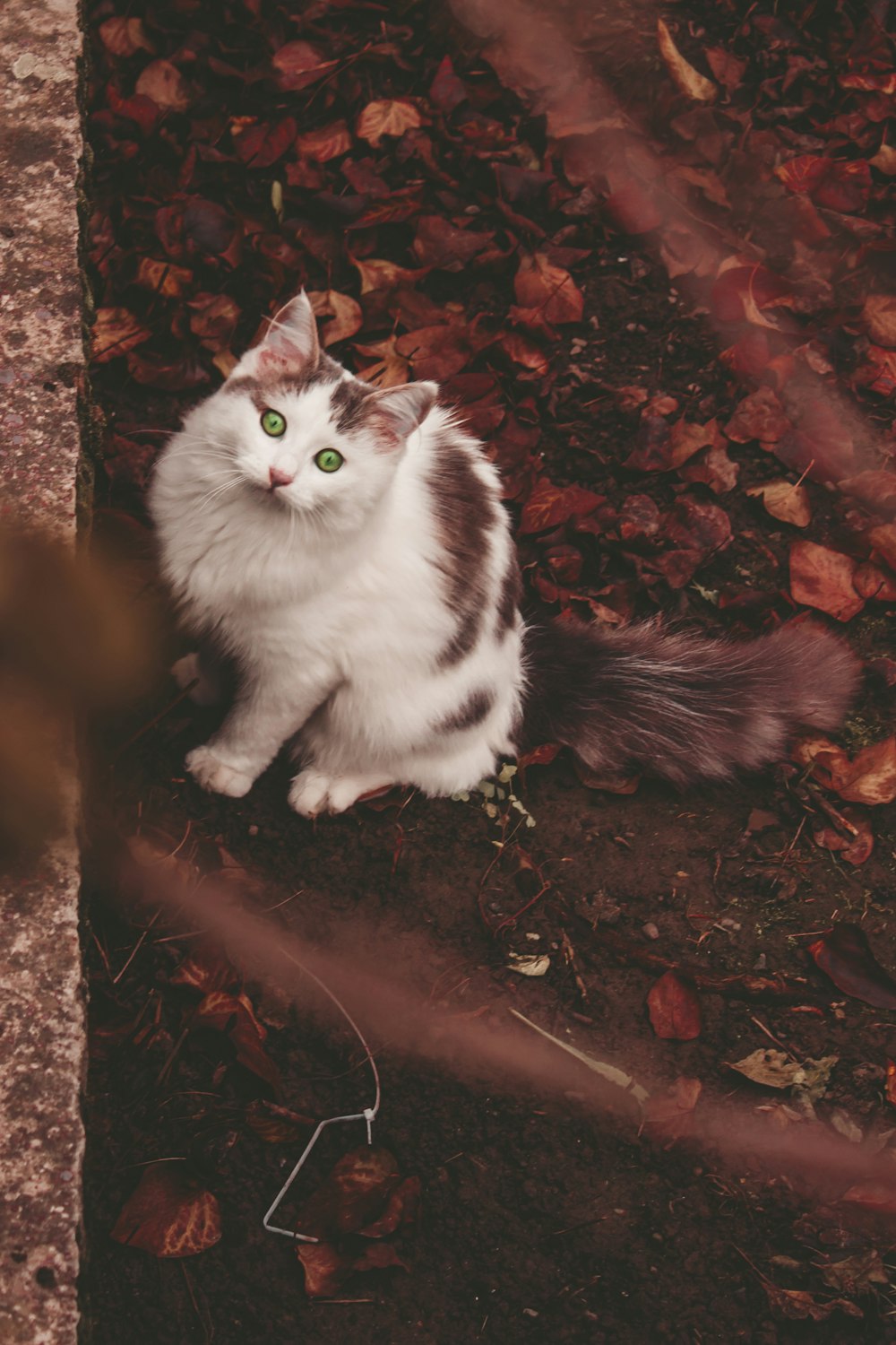 white and black cat on brown dried leaves