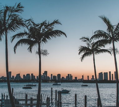 silhouette of palm trees near body of water during sunset