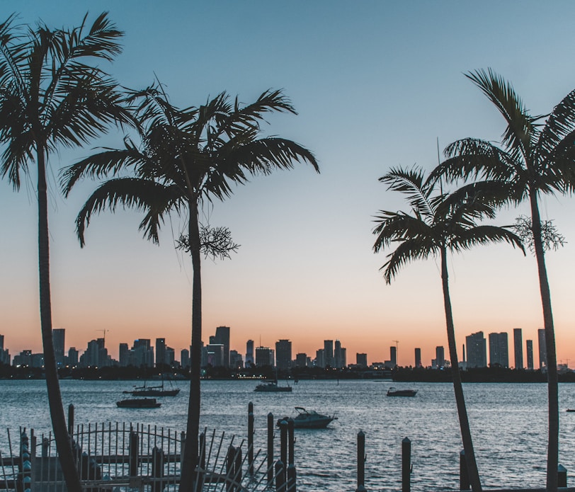 silhouette of palm trees near body of water during sunset