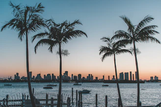 silhouette of palm trees near body of water during sunset