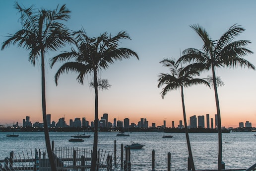 silhouette of palm trees near body of water during sunset over Miami Skyline.