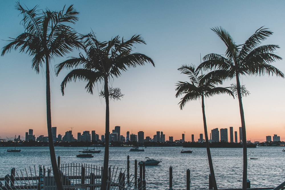 silhouette of palm trees near body of water during sunset