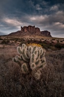 green cactus on brown field under cloudy sky during daytime