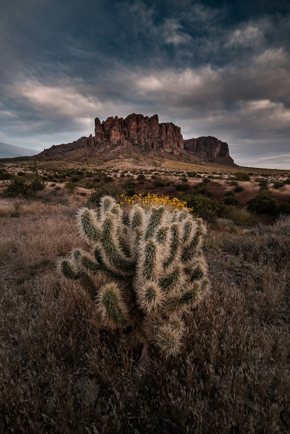 green cactus on brown field under cloudy sky during daytime