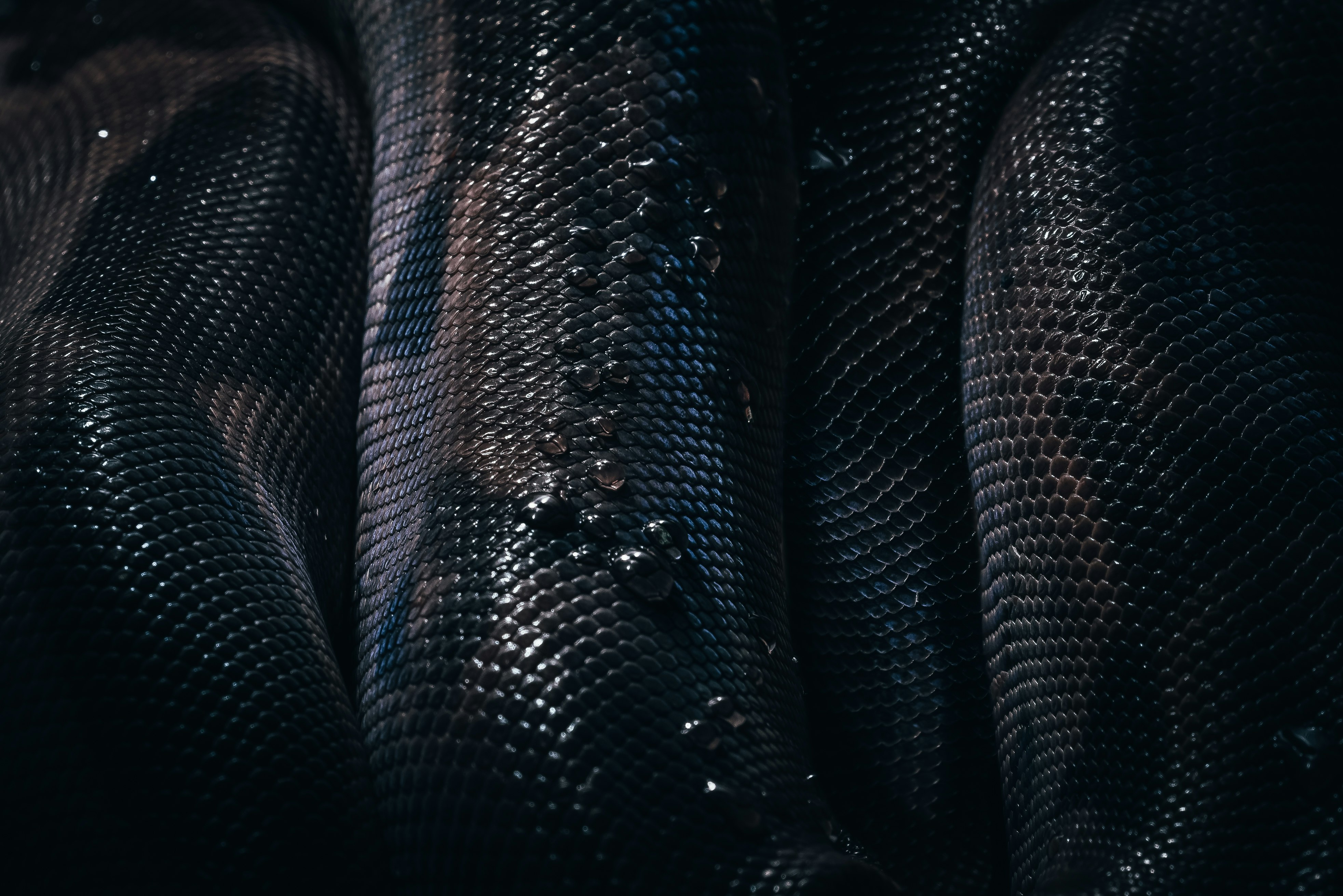 black and gray snake skin textile