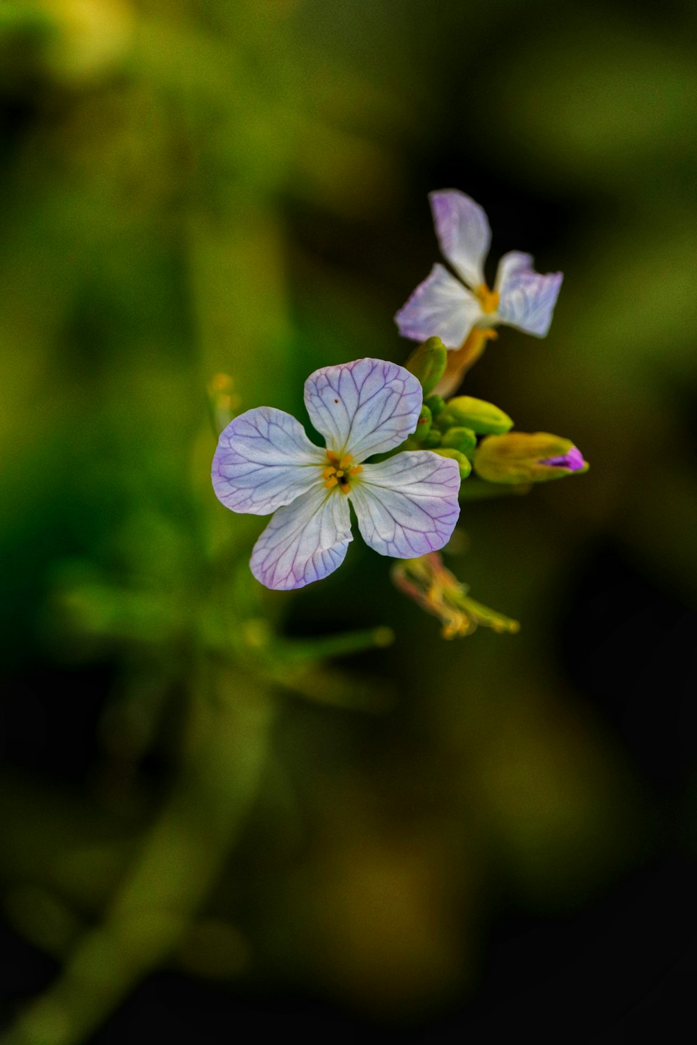 purple flower in tilt shift lens