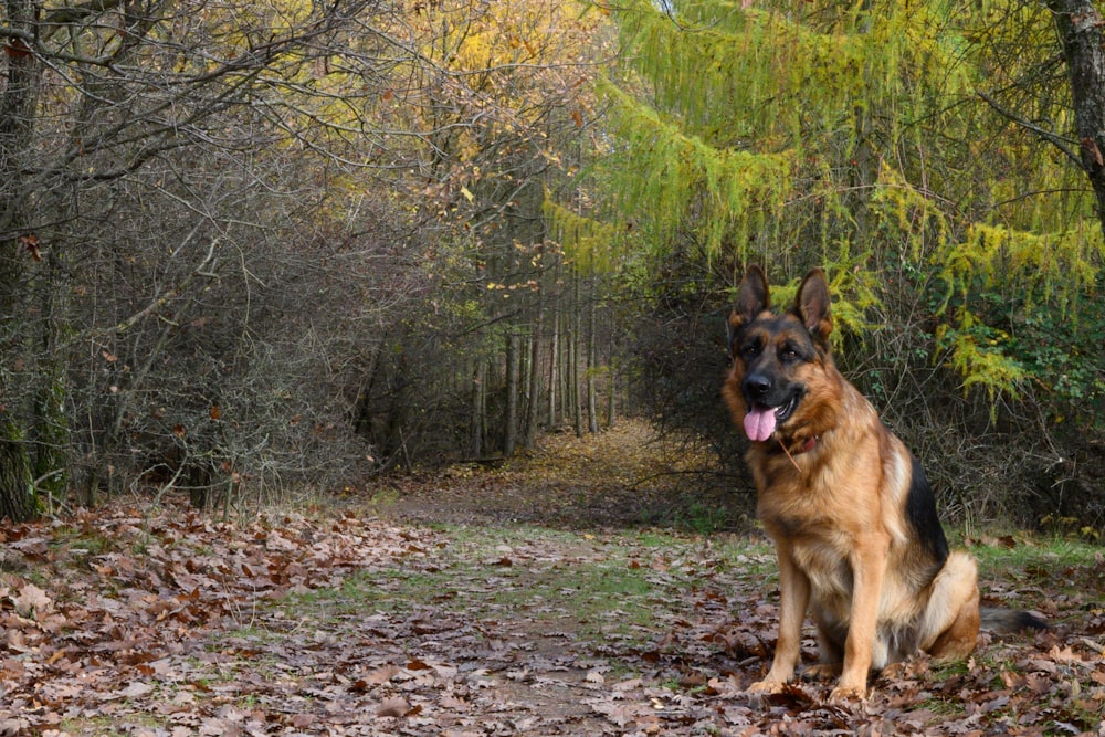 Pastor alemán marrón y negro en el bosque durante el día