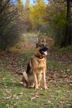 cuccia coibentata per Pastore Tedesco, Labrador, Golden Retriever