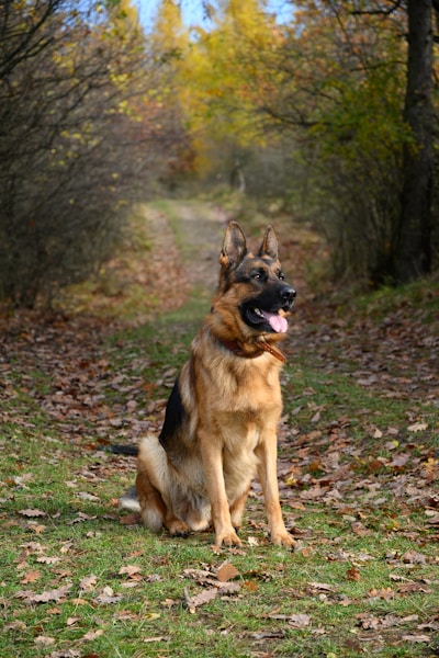 German Shepherd Health Issues: What Every GSD Owner Should Know
