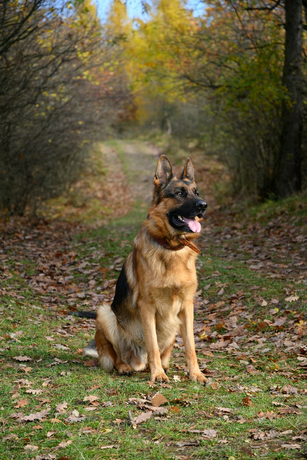 500+ German Shepherd Dog Pictures [HD] | Download Free Images on ...