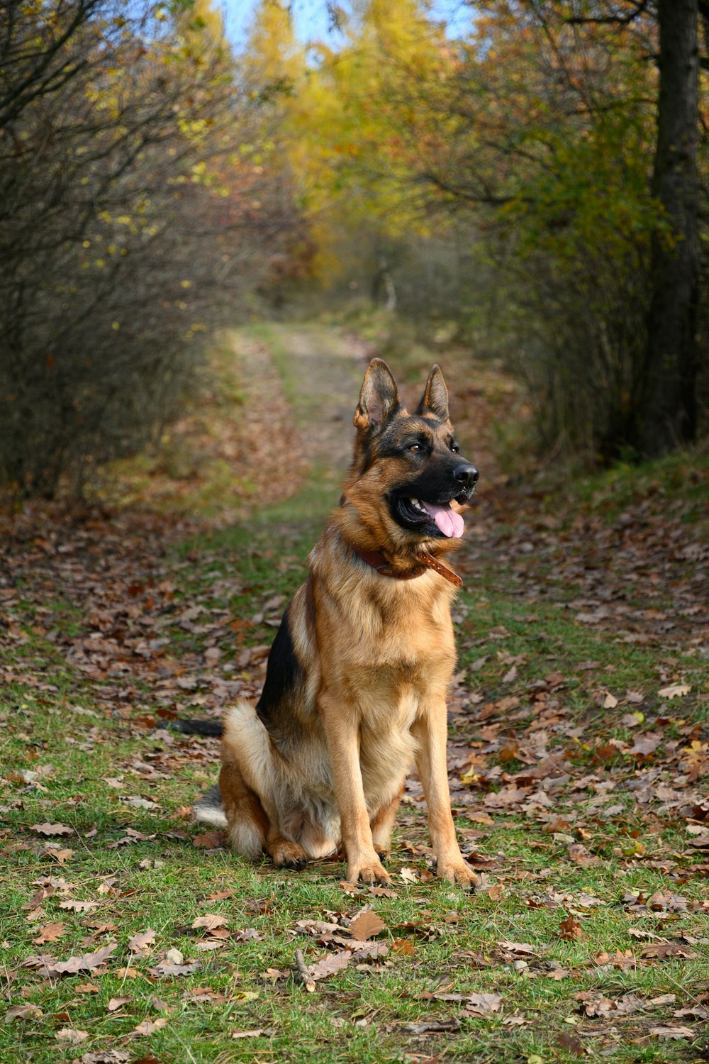 brown and black german shepherd on green grass field