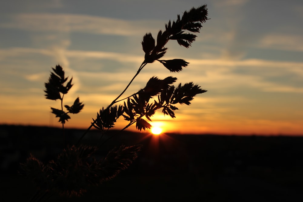 Silueta de la planta durante la puesta del sol