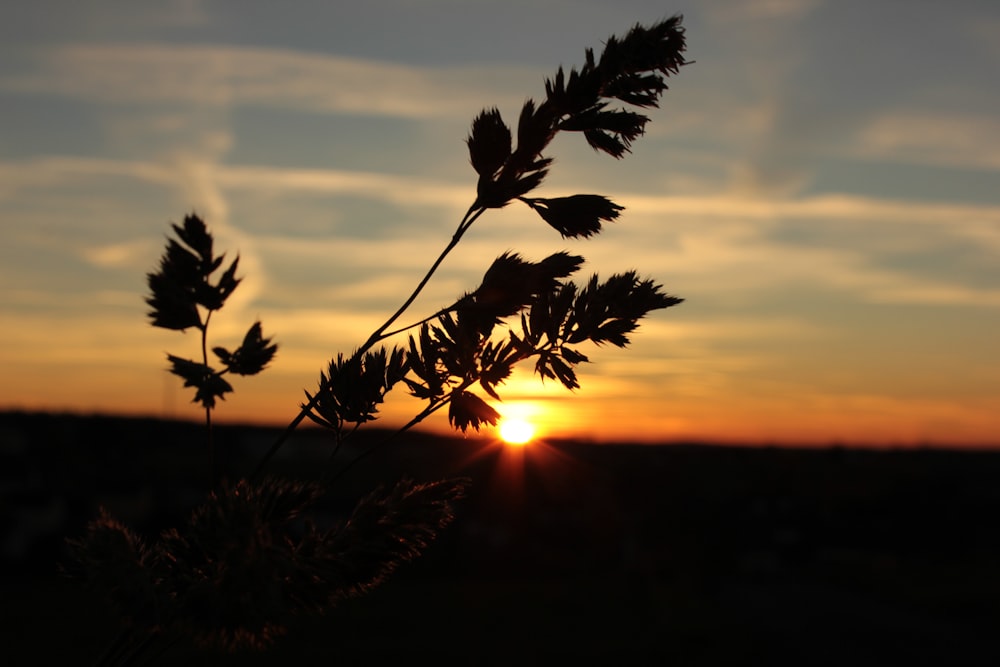 silhouette of plant during sunset