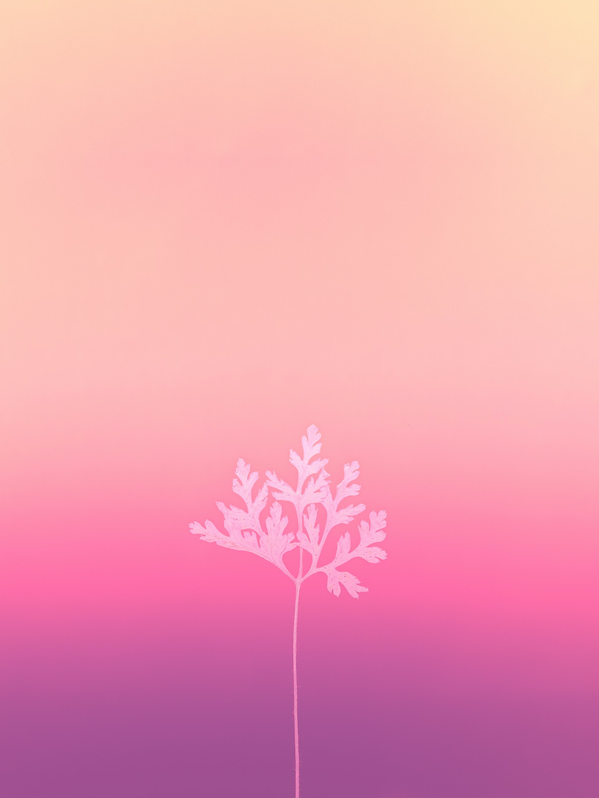 black tree under purple sky