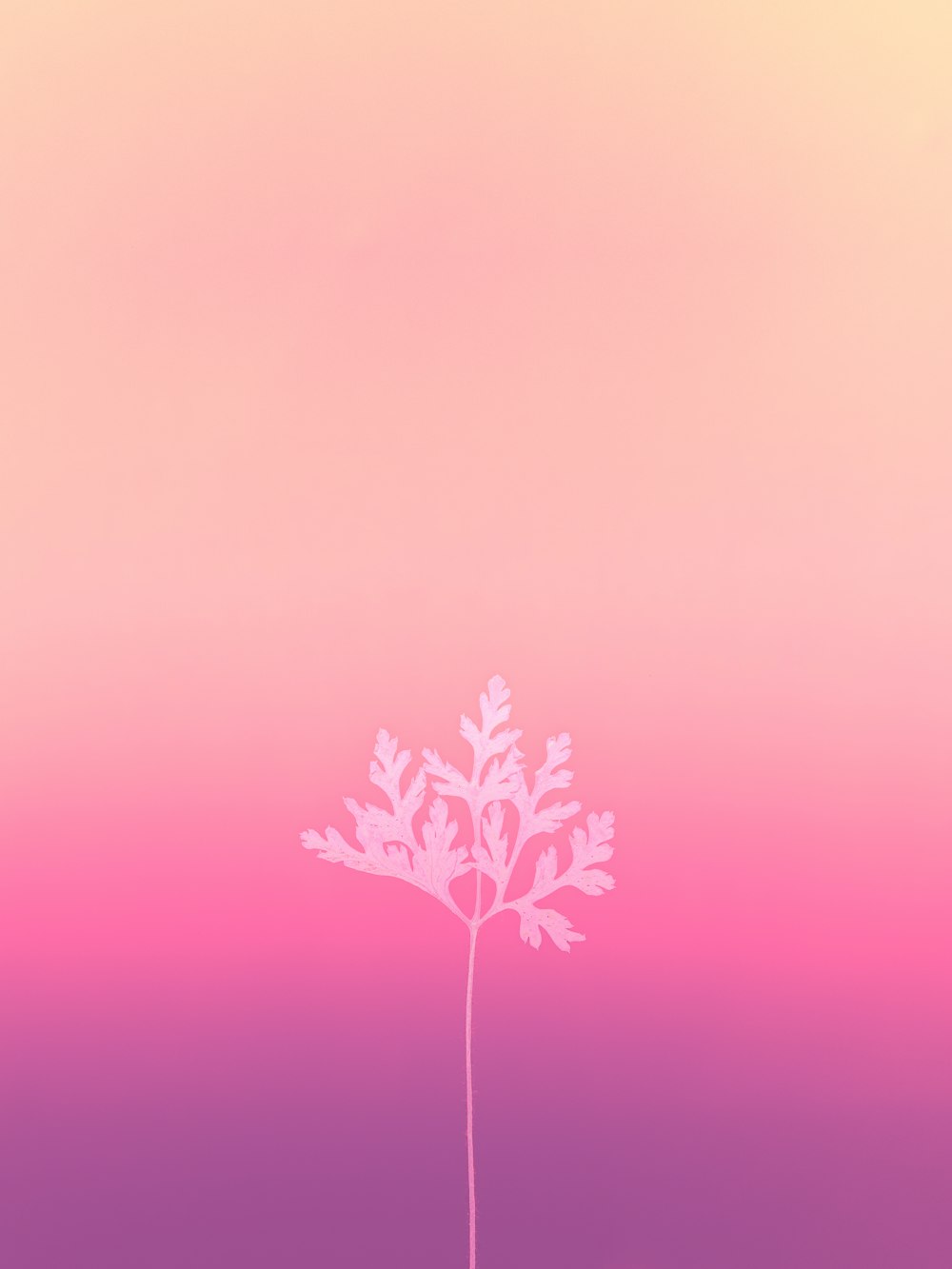 Fondos De Color Rosa Descargar gratis Light Pink Background Pictures [HD] | Unsplash