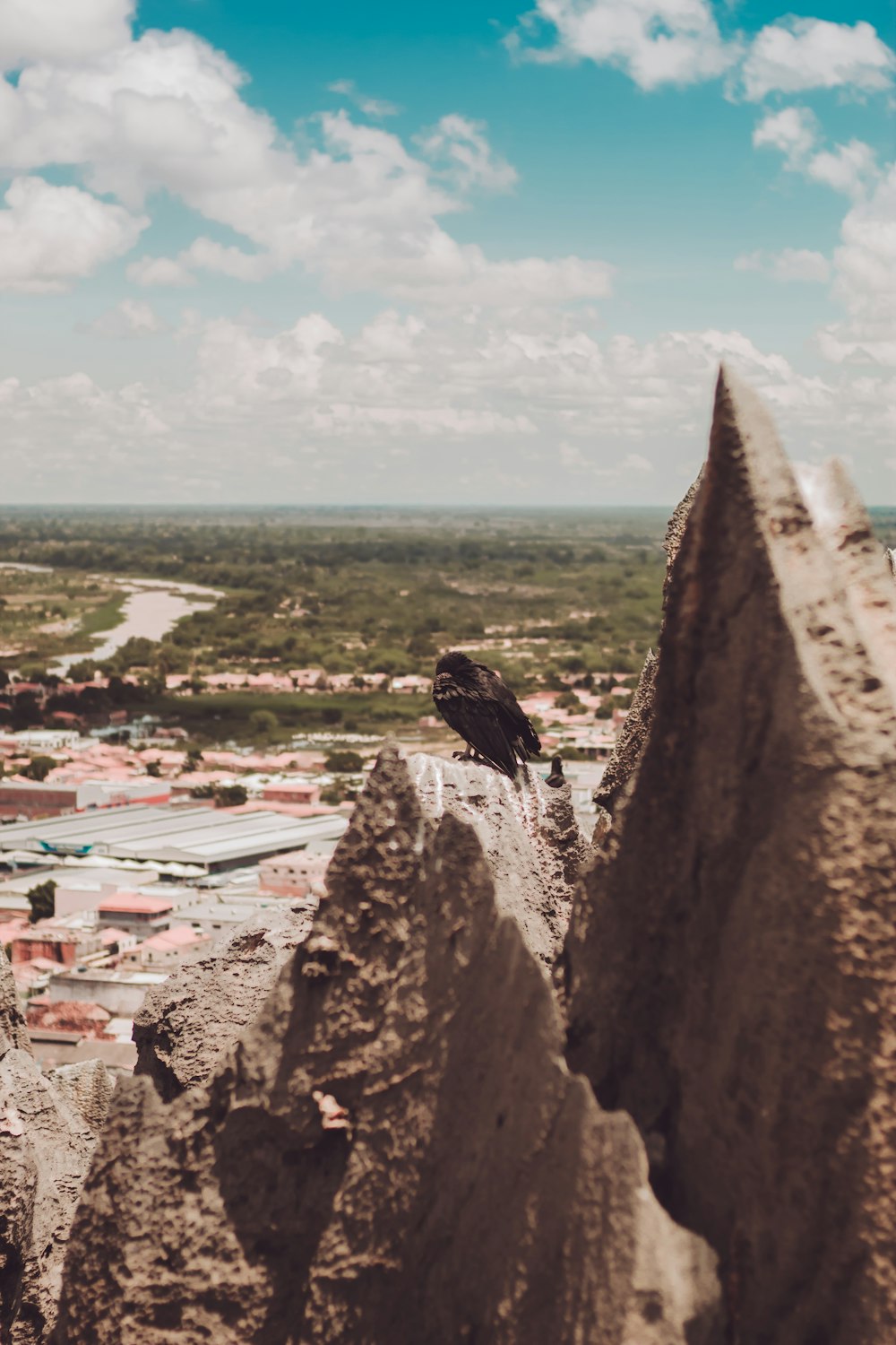 black bird on brown rock formation during daytime