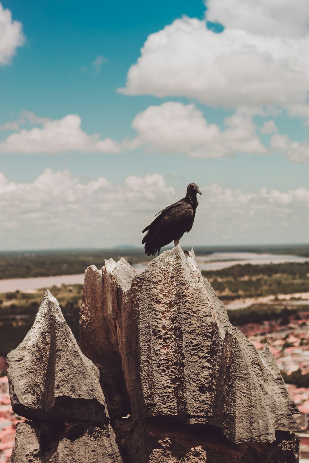 black bird on brown rock formation during daytime