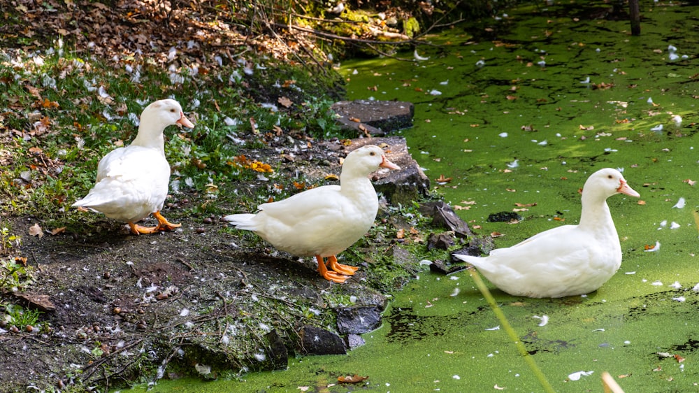 white duck on water during daytime