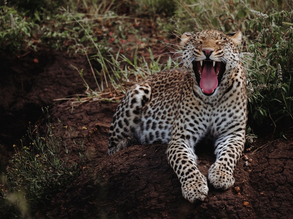 leopard on brown grass during daytime