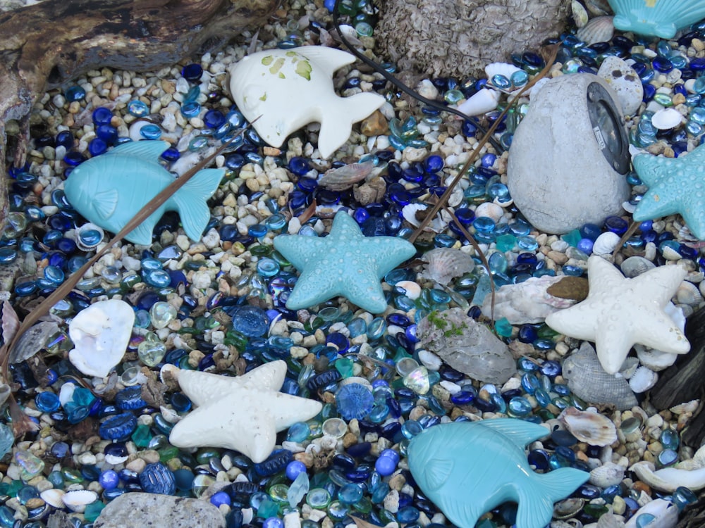 blue starfish on white and black stones