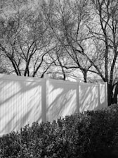 grayscale photo of trees near white wall