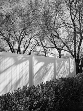 grayscale photo of trees near white wall