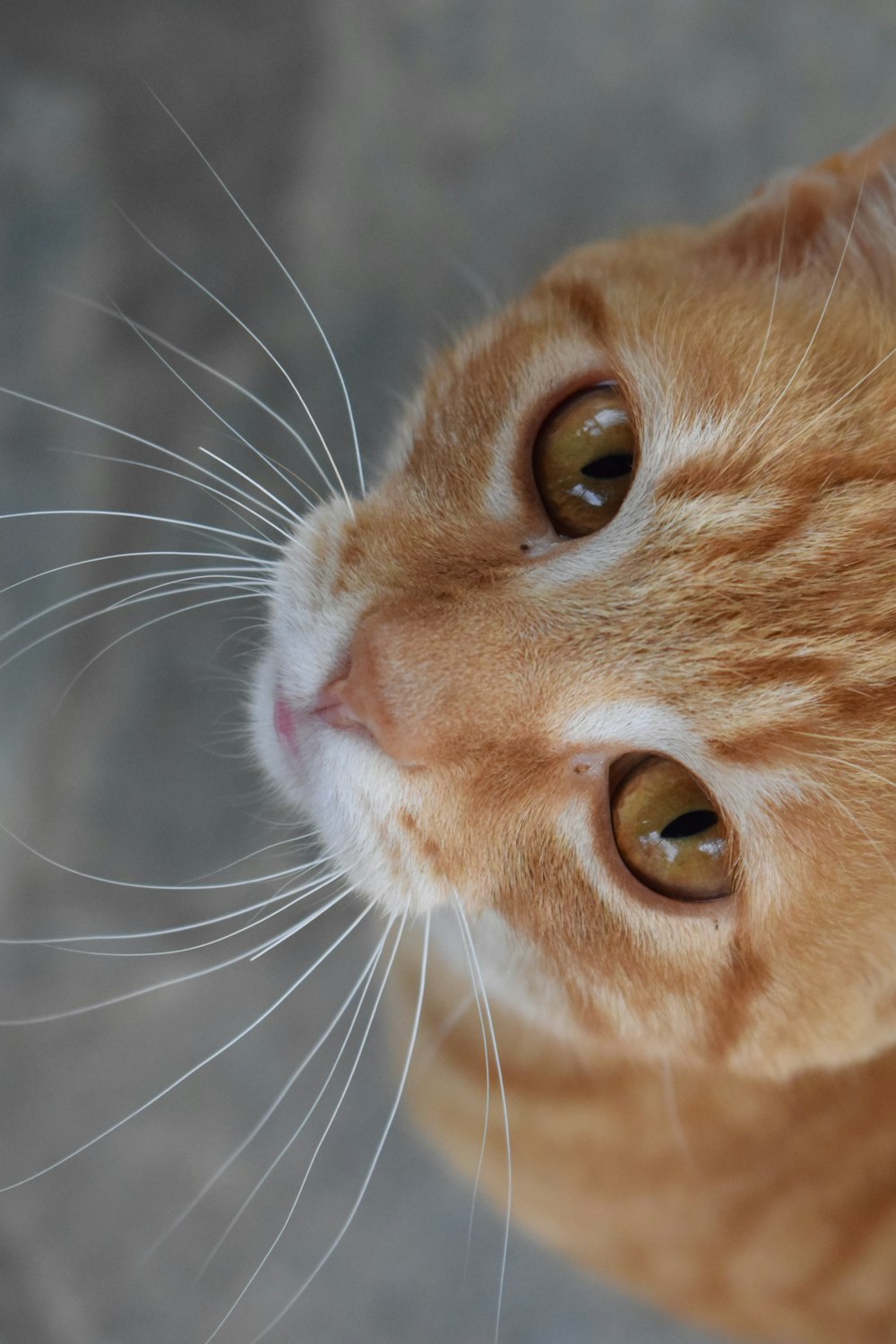 orange tabby cat in close up photography