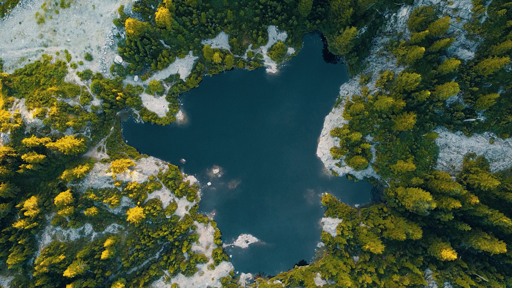 green moss on body of water