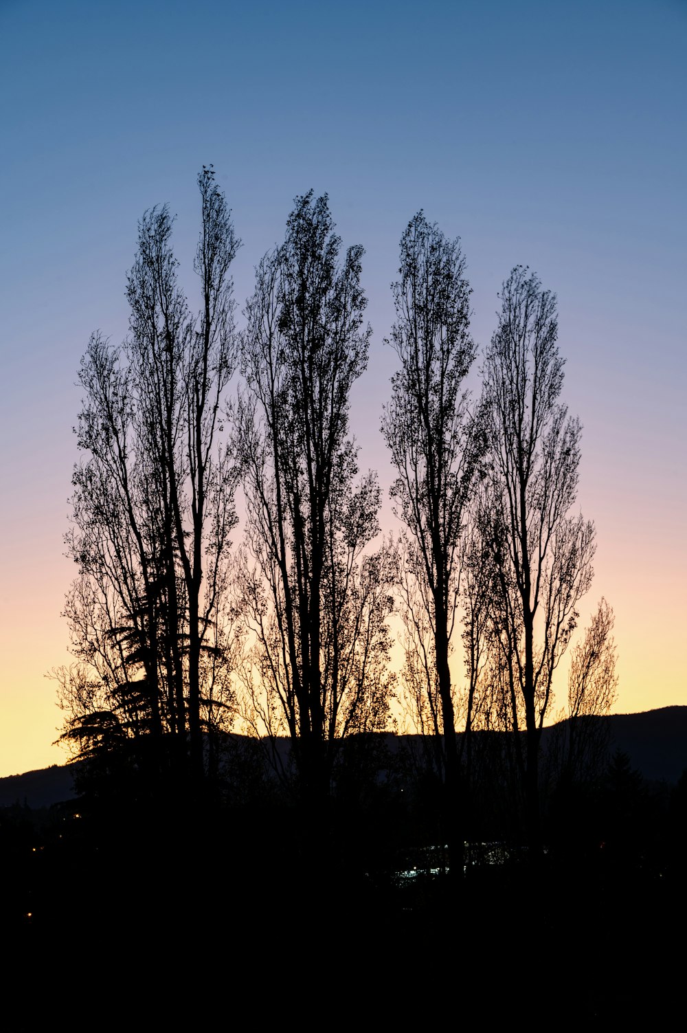 leafless trees on snow covered ground during daytime