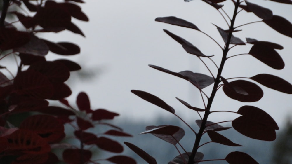 red leaves in close up photography