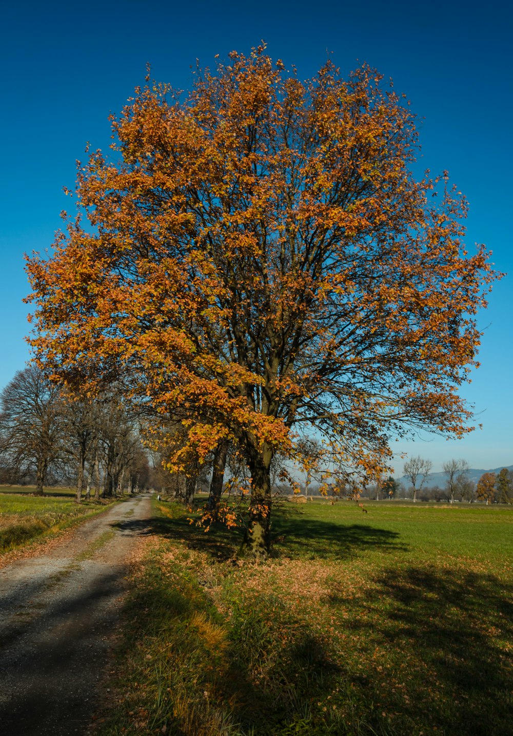 brown leaf tree on green grass field during daytime