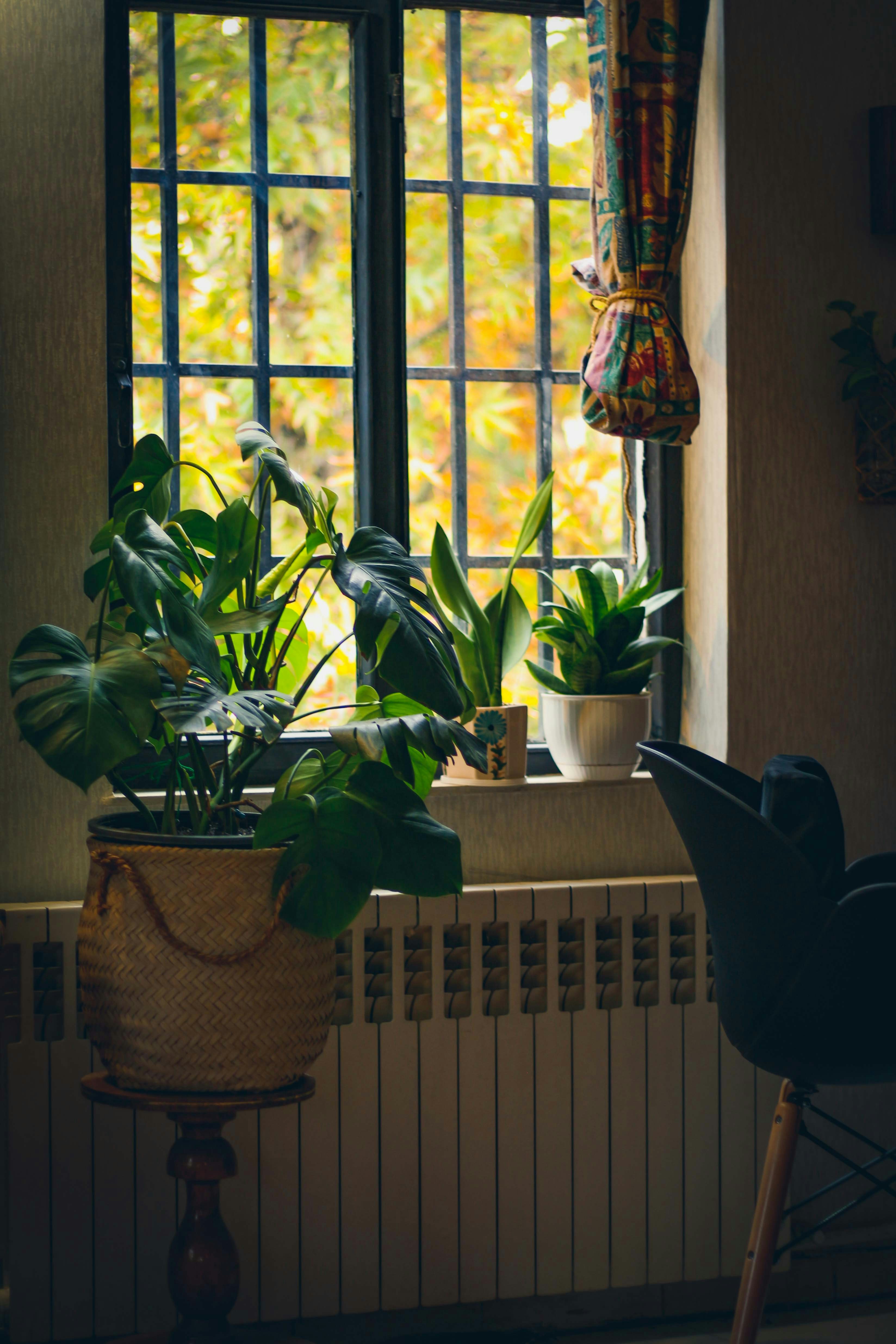 Photo by nasimkeshmiri