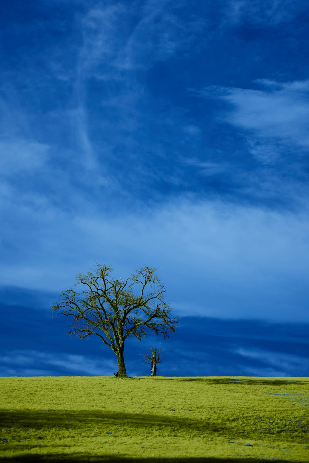 leafless tree on green grass field under white clouds and blue sky during daytime