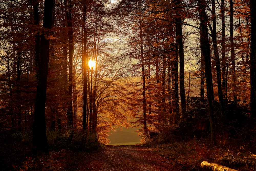 alberi marroni sul campo di erba verde durante il tramonto