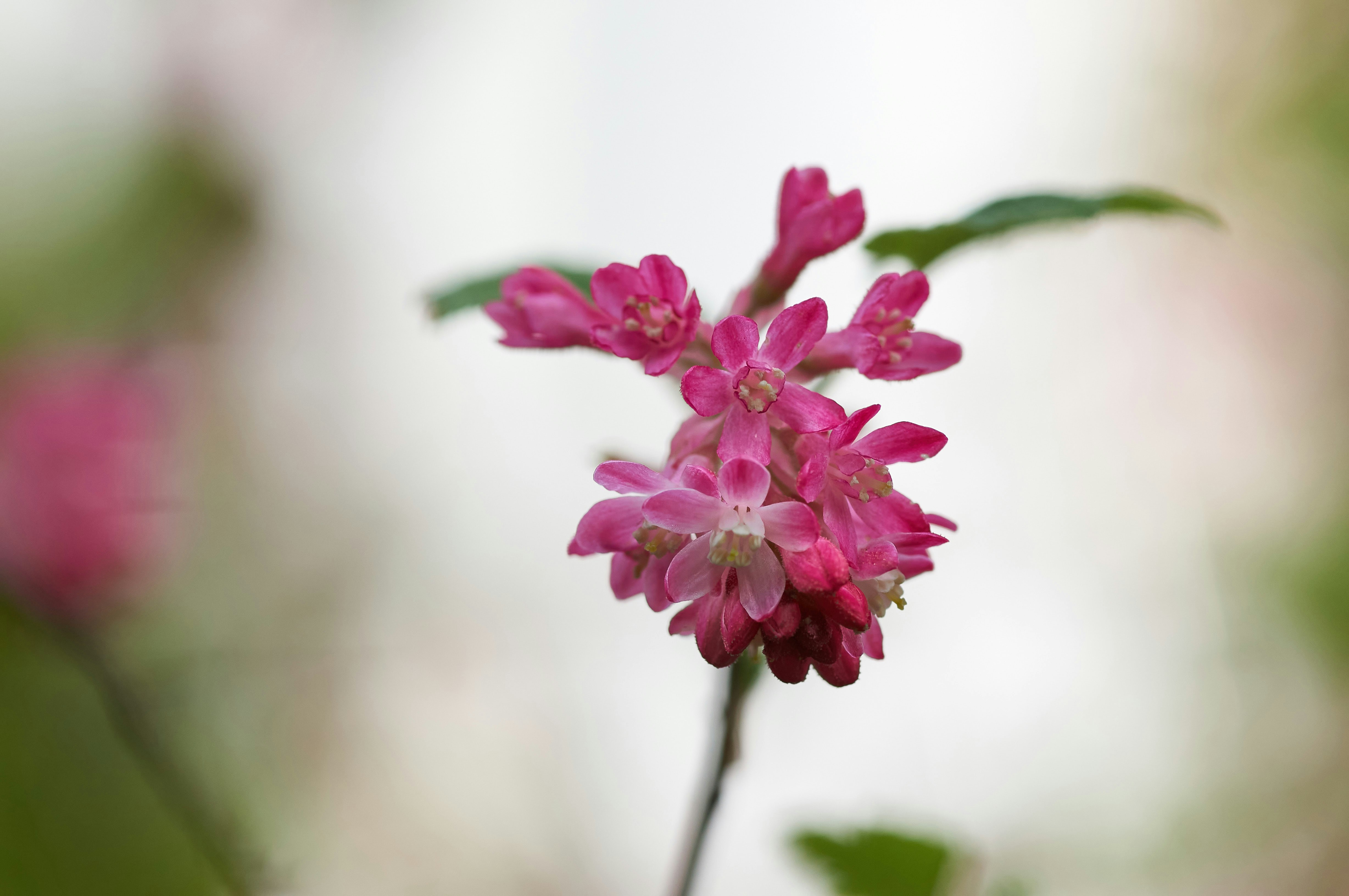 Photo by wolfgang_hasselmann