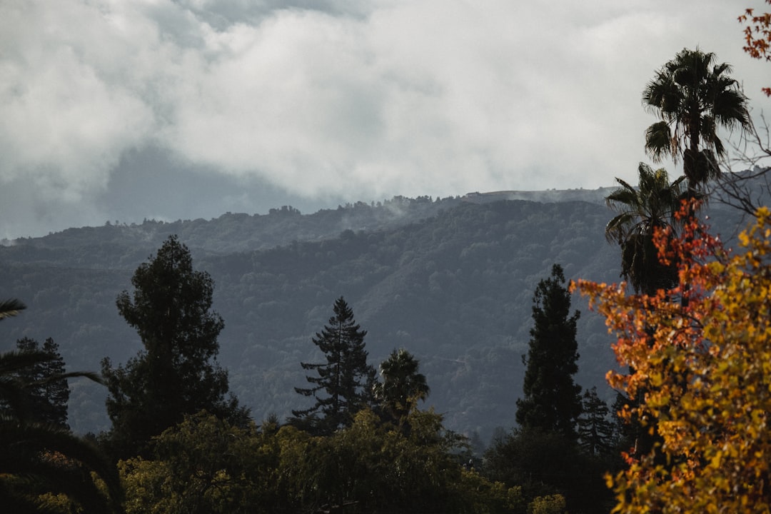 green trees near mountain during daytime