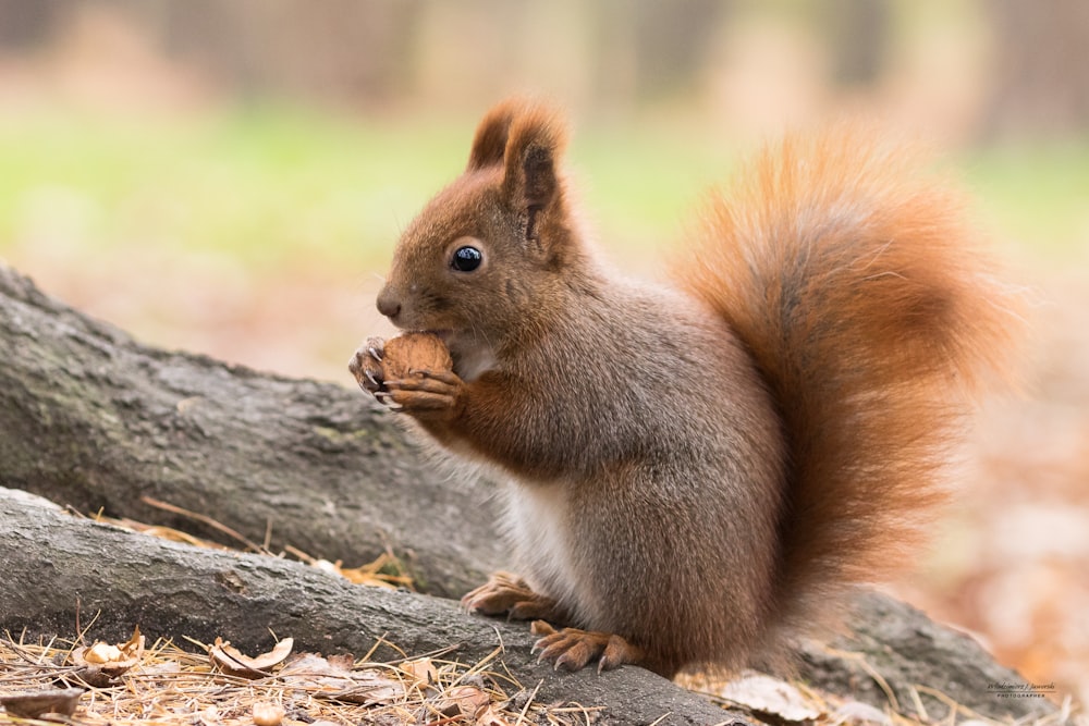 braunes Eichhörnchen tagsüber auf Ast