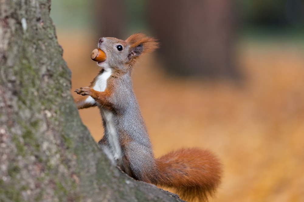 Braunes Eichhörnchen am Baumstamm