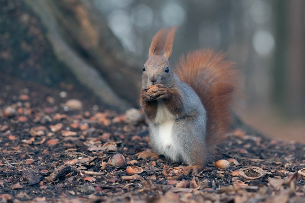 brown and white squirrel on ground