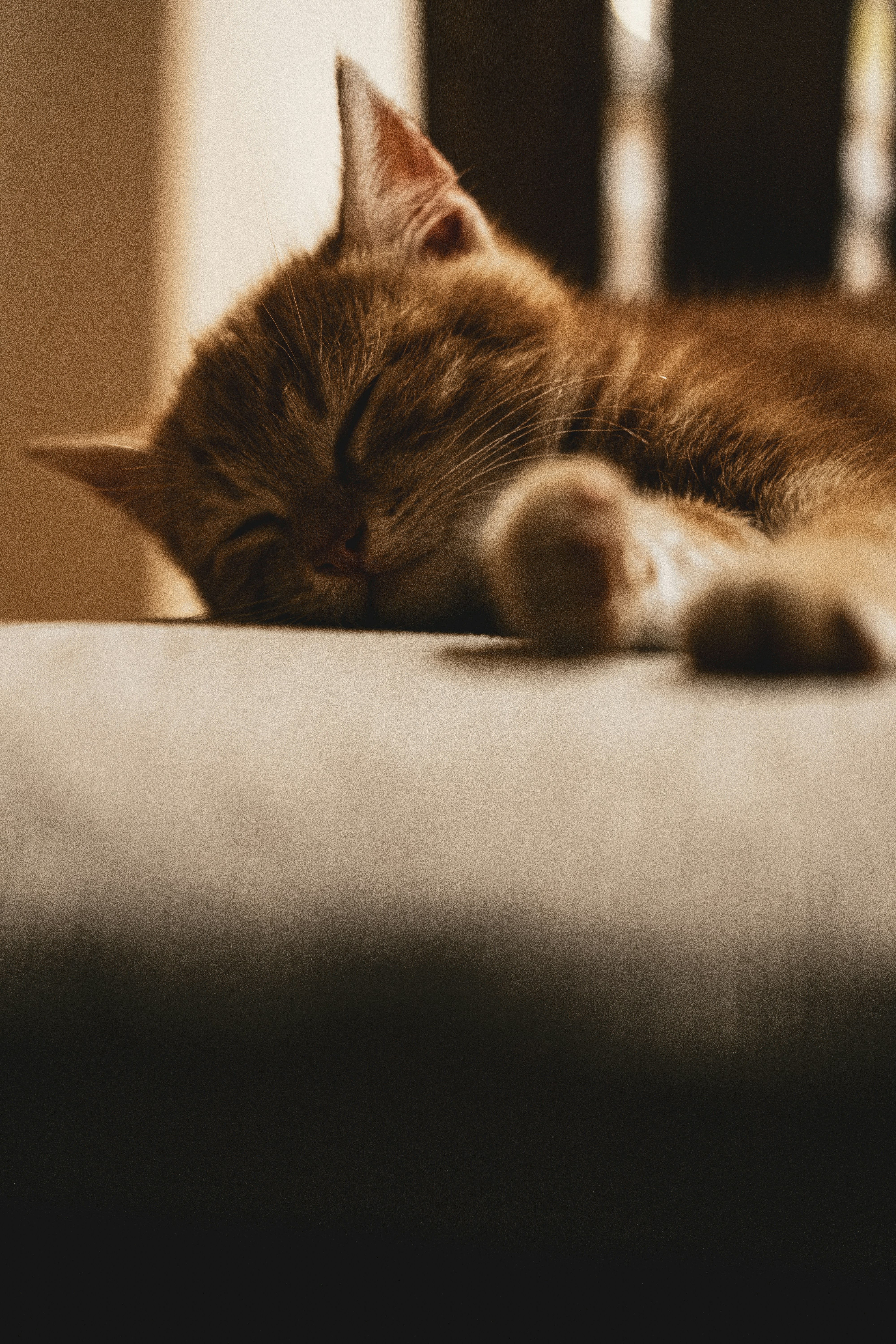 Cats Fit Perfectly Into Small Spaces (image credits: unsplash)