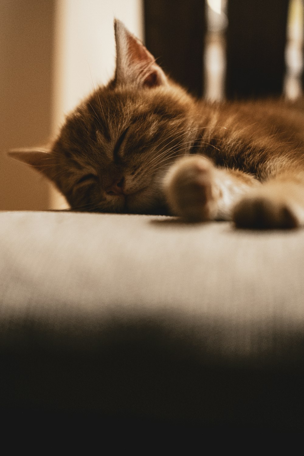 brown tabby cat lying on gray textile